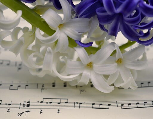 Weiße und lilafarbene Fliederblüten auf einem mit Noten beschriebenen Bogen Papier