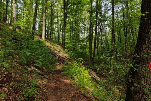 Weg im naturbelassenen Wald. Links und rechts des Weges liegt Totholz.