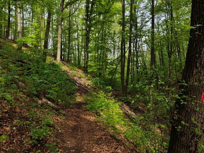 Wanderweg im Tännichtgrund bei Cossebaude Weg im naturbelassenen Wald. Links und rechts des Weges liegt Totholz.