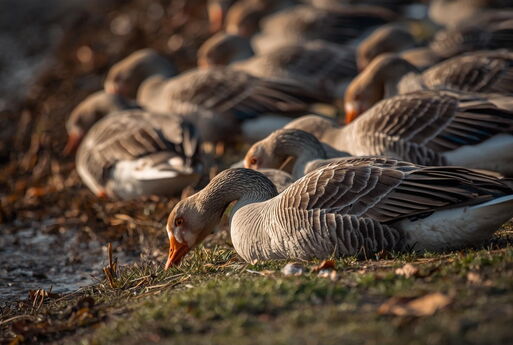 Graugänse fressen am Flussufer