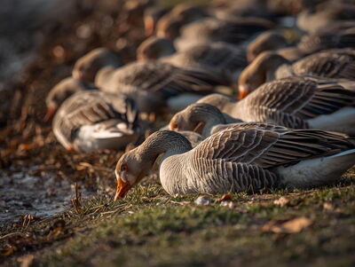 Graugänse fressen am Flussufer