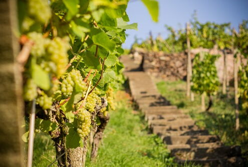 Weinbau Fehrmann Treppe in der Reife