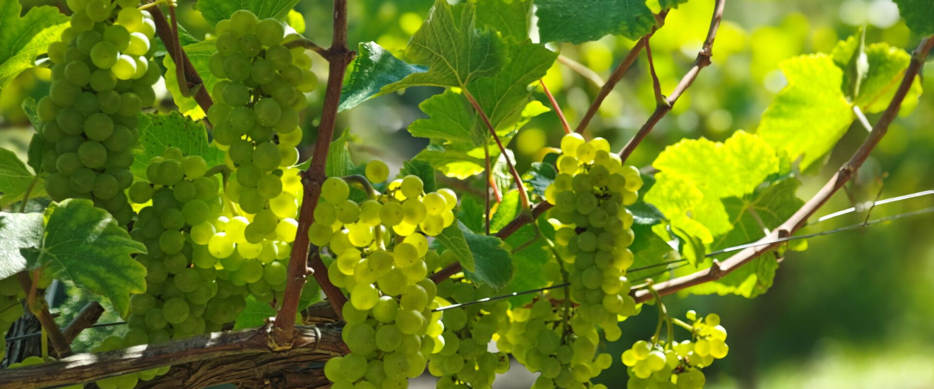 Weißburgundertrauben am Rebstock in Cossebaude. Licht durchdringt die Blätter und Beeren.